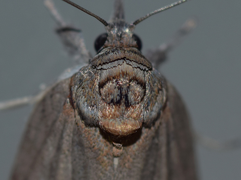 Bozzolo, pupa e adulto di Nycteola asiatica - Nolidae